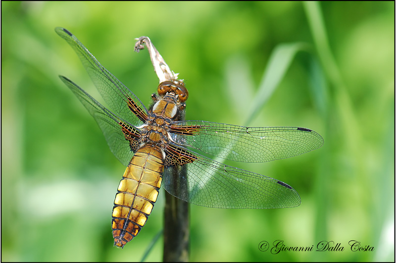 Libellula depressa  maschio e femmina